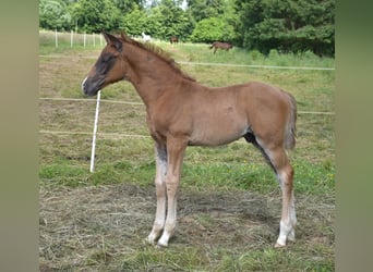 Oldenburgare, Hingst, Föl (04/2024), Fux