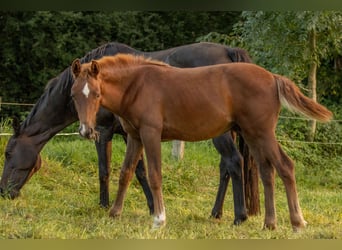 Oldenburgare, Hingst, Föl (04/2023), Fux