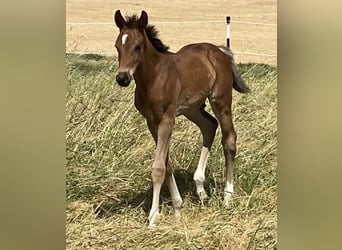 Oldenburgare, Hingst, Föl (05/2024), Mörkbrun