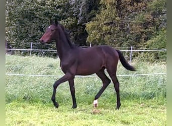 Oldenburgare, Hingst, Föl (02/2023), Mörkbrun