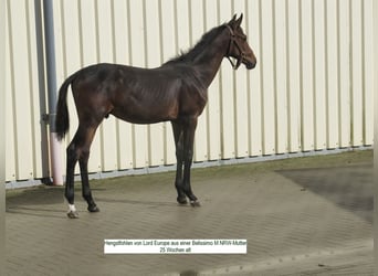 Oldenburgare, Hingst, Föl (02/2023), Mörkbrun