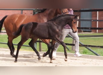 Oldenburgare, Hingst, Föl (06/2023), Mörkbrun