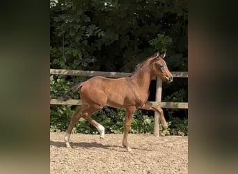 Oldenburgare, Hingst, Föl (04/2024), Mörkbrun