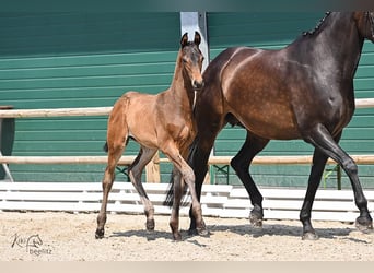 Oldenburgare, Hingst, Föl (05/2024), Mörkbrun