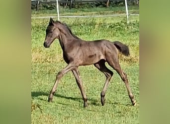 Oldenburgare, Hingst, Föl (06/2024), Svart