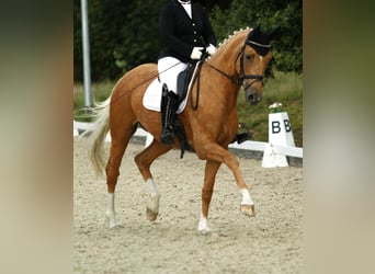 Oldenburgare, Sto, 12 år, 172 cm, Palomino