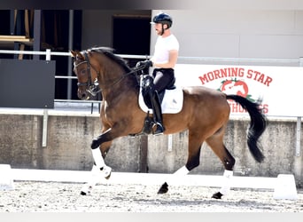 Oldenburgare, Sto, 12 år, 173 cm, Brun