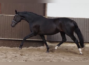 Oldenburgare, Sto, 13 år, 171 cm, Rökfärgad svart