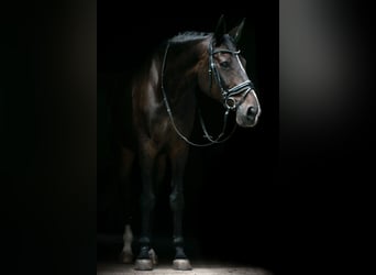 Oldenburgare, Sto, 14 år, 173 cm, Rökfärgad svart