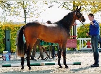 Oldenburgare, Sto, 15 år, 167 cm, Mörkbrun