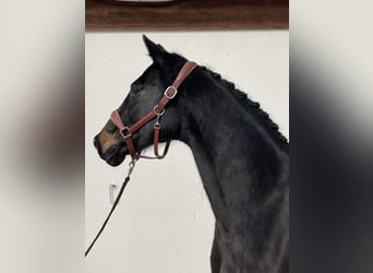 Oldenburgare, Sto, 15 år, 167 cm, Rökfärgad svart