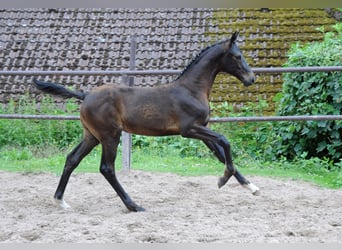 Oldenburgare, Sto, 1 år, 170 cm, Rökfärgad svart