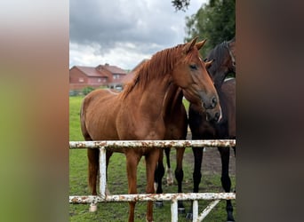 Oldenburgare, Sto, 3 år, 160 cm, fux