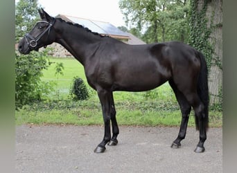 Oldenburgare, Sto, 3 år, 160 cm, Svart