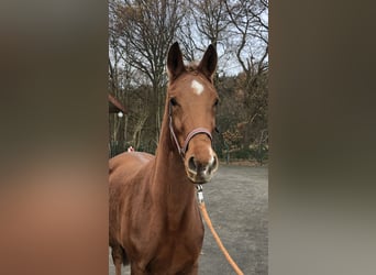 Oldenburgare, Sto, 3 år, 165 cm, fux