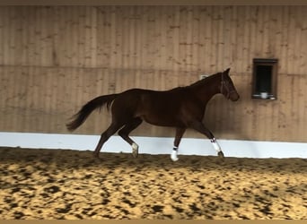 Oldenburgare, Sto, 3 år, 165 cm, fux