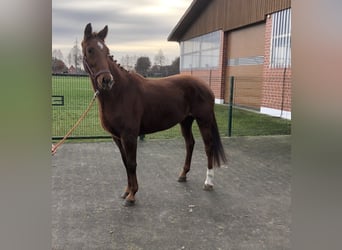 Oldenburgare, Sto, 3 år, 165 cm, fux