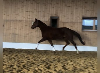 Oldenburgare, Sto, 3 år, 165 cm, fux