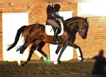 Oldenburgare, Sto, 3 år, 168 cm, Mörkbrun