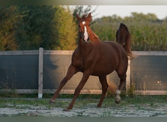 Oldenburgare, Sto, 3 år, 169 cm, fux