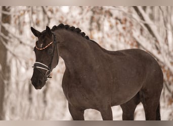 Oldenburgare, Sto, 3 år, 169 cm, Svart