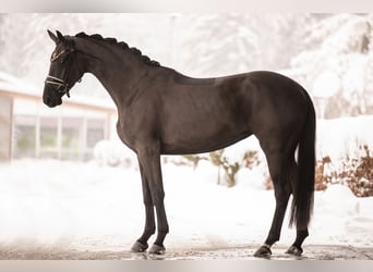Oldenburgare, Sto, 3 år, 169 cm, Svart