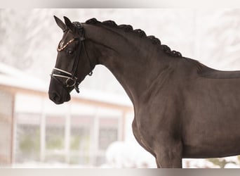 Oldenburgare, Sto, 3 år, 169 cm, Svart