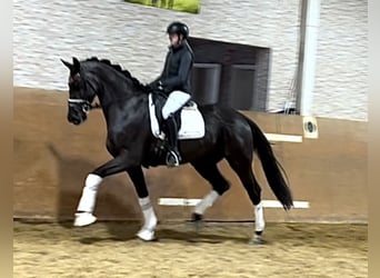 Oldenburgare, Sto, 3 år, 169 cm, Svart