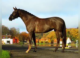 Oldenburgare, Sto, 3 år, 170 cm, Fux