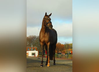 Oldenburgare, Sto, 3 år, 170 cm, Fux