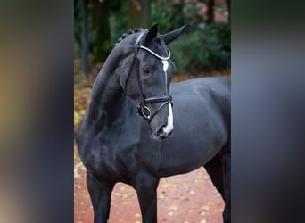 Oldenburgare, Sto, 3 år, 170 cm, Svart