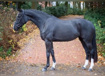 Oldenburgare, Sto, 3 år, 170 cm, Svart