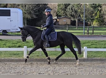 Oldenburgare, Sto, 4 år, 165 cm, Svart