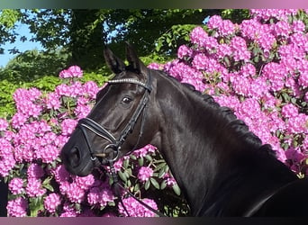 Oldenburgare, Sto, 4 år, 168 cm, Svart