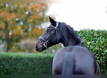 Oldenburgare, Sto, 4 år, 169 cm, Rökfärgad svart