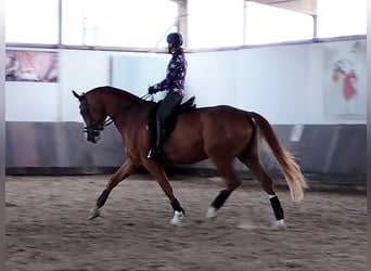 Oldenburgare, Sto, 4 år, 173 cm, fux