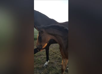 Oldenburgare, Sto, 5 år, 166 cm, Rökfärgad svart