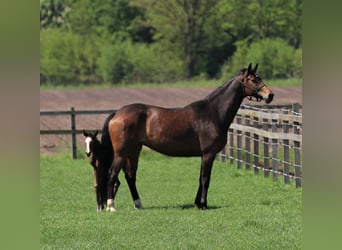 Oldenburgare, Sto, 6 år, 170 cm, Mörkbrun