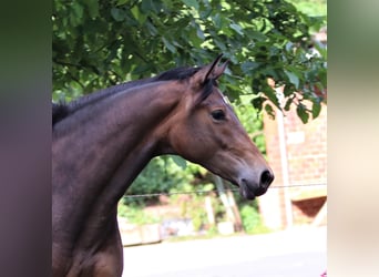 Oldenburgare, Sto, 6 år, 170 cm, Mörkbrun