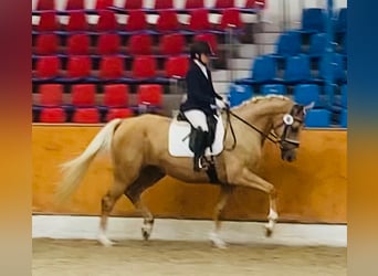 Oldenburgare, Sto, 7 år, 170 cm, Palomino