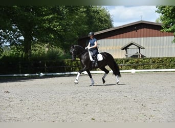 Oldenburgare, Sto, 8 år, 169 cm, Svart