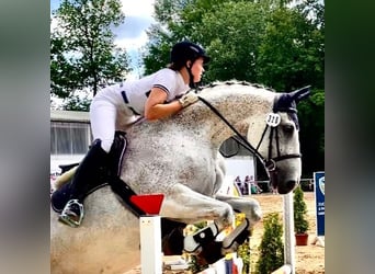 Oldenburgare, Valack, 14 år, 175 cm, Grå-flugskimmel