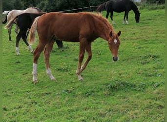 Oldenburgare, Valack, 3 år, 155 cm, fux