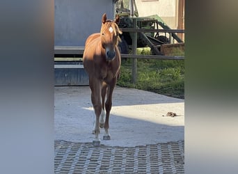 Oldenburgare, Valack, 3 år, 155 cm, fux