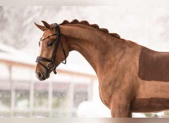Oldenburgare, Valack, 3 år, 168 cm, fux