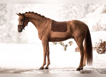 Oldenburgare, Valack, 3 år, 168 cm, fux