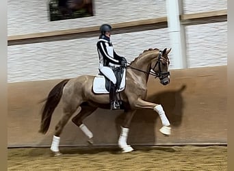 Oldenburgare, Valack, 3 år, 168 cm, fux