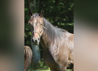 Oldenburgare, Valack, 3 år, 170 cm, Mörkbrun