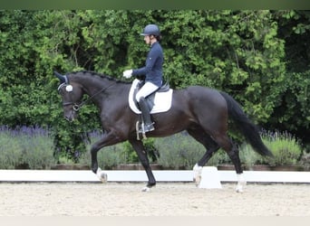 Oldenburgare, Valack, 4 år, 167 cm, Svart