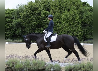 Oldenburgare, Valack, 4 år, 167 cm, Svart